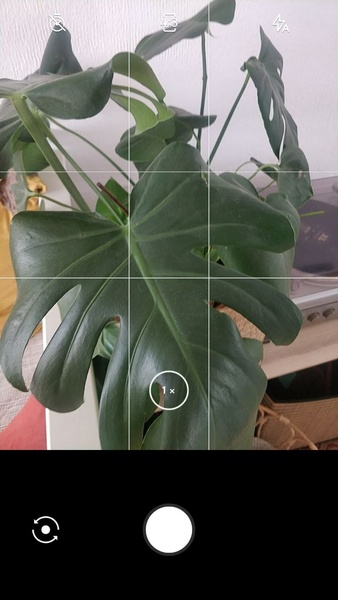 LeafSnap Plant Identification Screenshot 0